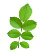 Rose leaves