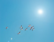 flamingos and sun