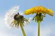 Photo: Löwenzahn Löwenzahn