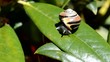 Schnecke