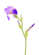 Iris flower isolated on white background
