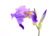 Iris flower isolated on white background