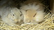 why some rabbits are  called lion head