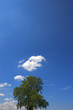 Tree and Blue Sky