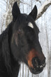 horse portrait in winter