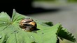 Schnecke