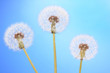 Dandelions on blue background