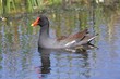 Photo: Common Moorhen (Gallinula chloropus) Common Moorhen (Gallinula chloropus)