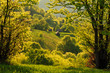 Spring gold evening landscape in the Carpathian mountains