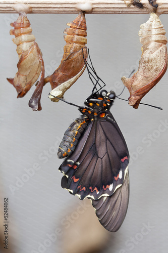 Photo: Emerging Butterfly Emerging Butterfly