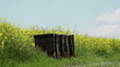 Bienenschwarm am Bienenstock