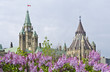 Parliamentary Lilacs