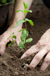 Mint planting