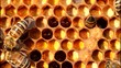 Video: Pollen in combs. Pollen in combs.