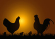 Hahn, Huhn