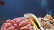 Coral and fish in the Red Sea, Egypt