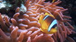 Coral and fish in the Red Sea, Egypt