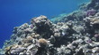 Coral and fish in the Red Sea, Egypt