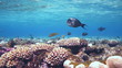 Coral and fish in the Red Sea, Egypt
