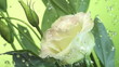 Blossom white flower under raindrops on green background