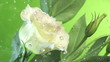 Blossom white flower under raindrops on green background