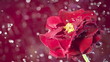 Blossom red flower under raindrops on green background
