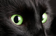 Black cat on black background