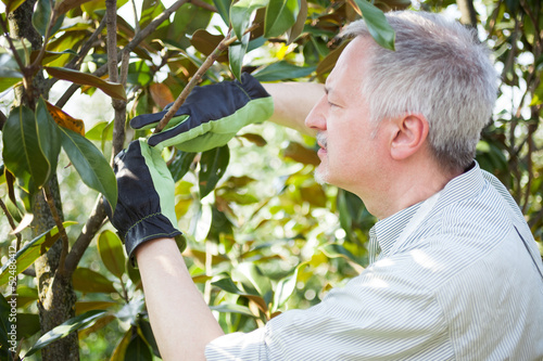 Photo: Gardener thinking to prune a tree Gardener thinking to prune a tree