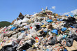 Garbage and seagulls