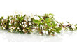 Flowering branches isolated on white
