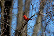 Bright Red Cardinal in a Tree in Spring