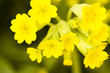 Garden in bloom