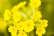 Garden in bloom