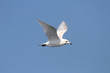 Iceland Gull (Larus glaucoides)