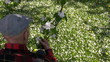 Old man smelling apple tree blossom