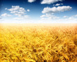 Photo: Wheat field against a blue sky Wheat field against a blue sky