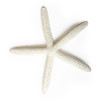Sea star isolated on white