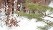 Skier on his way in winter forest (park), close pan shot