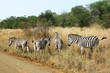 Zebras