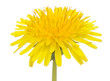 Photo: Yellow Dandelion (Taraxacum Officinale) Flower on White Yellow Dandelion (Taraxacum Officinale) Flower on White