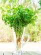 Coriander