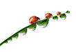 Photo: fresh morning dew and ladybird isolated on white fresh morning dew and ladybird isolated on white