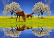 Photo: Blooming cherry tree with horses Blooming cherry tree with horses