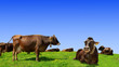 Photo: Cows in the meadow Cows in the meadow