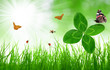 Photo: Fresh green grass with clover and butterflies Fresh green grass with clover and butterflies