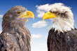 Photo: Bald Eagle with Sea Eagle Bald Eagle with Sea Eagle