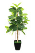 Ficus elastica (Indian Rubber Bush) in black flowerpot on white