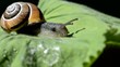 Schnecke