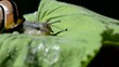 Schnecke