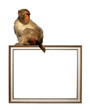 picture frame with sitting monkey